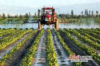 为什么要打叶面肥？怎么打？今天终于讲明白了