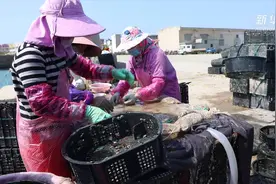 山东荣成：北上“度夏”鲍鱼分苗忙视频封面