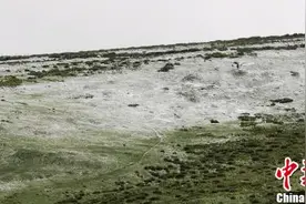 甘肃祁连山区迎强降水 雪润康乐草原牛羊“撒欢儿”图片
