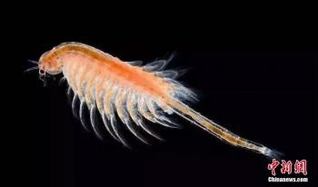 美翻了！“中国死海”山西运城盐湖变身“调色盘”