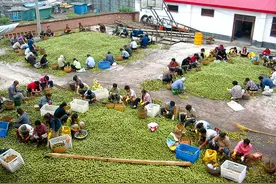 广元朝天：耕耘30载 小核桃撑起大梦想视频封面