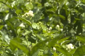 好一朵美丽的茉莉花 茶香飘千家视频封面