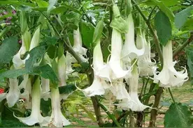 乾县11岁男孩用土方子治病却误食曼陀罗 产生幻觉老想打人图片