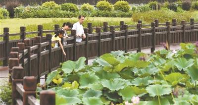 又闻荷花香
