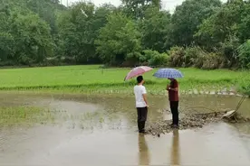 农业专家田间地头指导救灾减灾图片