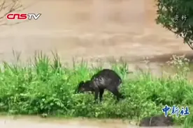 武夷山景区重新开园 机场恢复通航视频封面