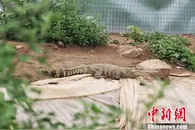 给猫狗“铲屎”都弱爆了，仨小伙当起了“鳄鱼铲屎官”还发了财图片