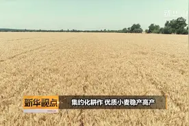 集约化耕作  优质小麦稳产高产视频封面