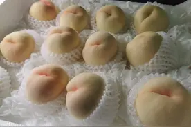 “白富美”白凤桃已进入尾期 想品尝请抓紧时间图片