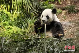 旅加大熊猫“大毛”“二顺”提前返回中国图片