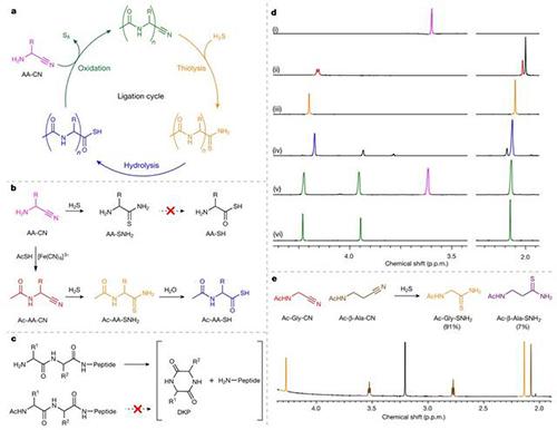 《Nature》突破传统，不用氨基酸，在水中合成多肽