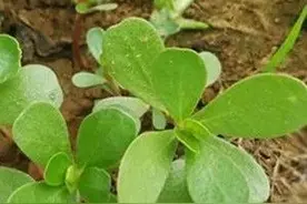 夏天必吃救命菜，清凉解毒、明目消炎，还不花一分钱图片