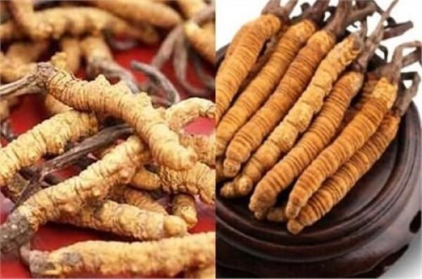 冬虫夏草的正确服用方法 2026年冬虫夏草的正确服用方法视频 冬虫夏草的正确服用方法 2026年冬虫夏草的正确服用方法视频