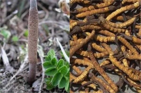 冬虫夏草的正确服用方法 2026年冬虫夏草的正确服用方法视频 冬虫夏草的正确服用方法 2026年冬虫夏草的正确服用方法视频