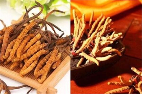 冬虫夏草的正确服用方法 2026年冬虫夏草的正确服用方法视频