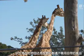 澳大利亚旅行手册：神奇动物在这里视频封面