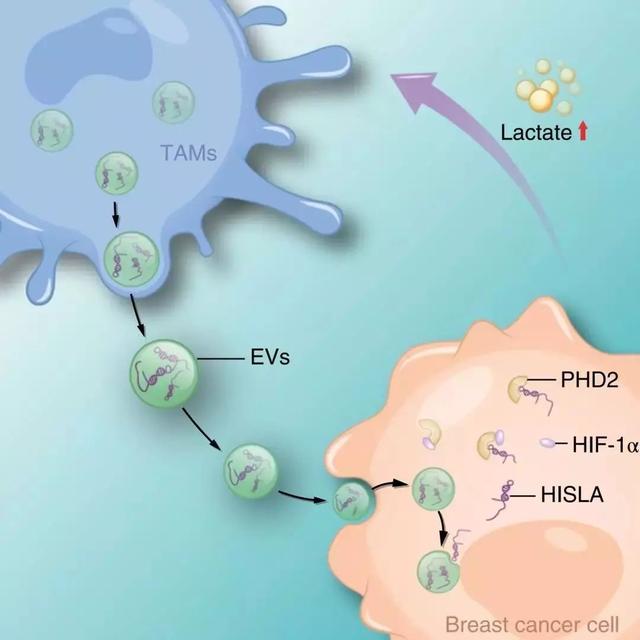 肿瘤代谢，这些最新研究值得你关注