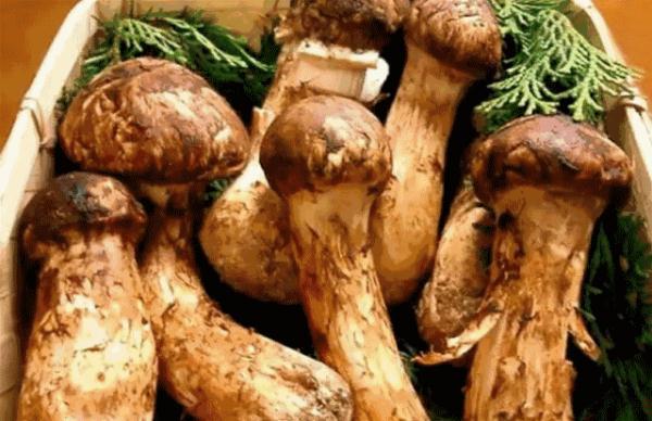 “菌中之王”松茸，你了解多少？