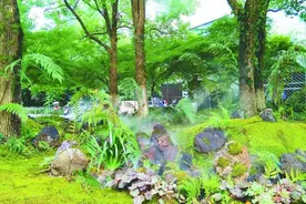 苔藓微景观 清新又诗意图片