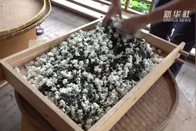原来茉莉花是这样窨制出来的视频封面