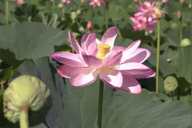 生如夏花 看华盛顿荷花睡莲视频封面