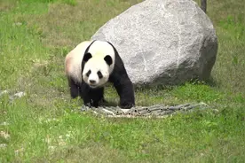 翻滚吧，国宝！——大熊猫高纬度成长记视频封面