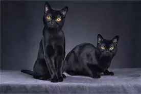 从古埃及的猫神崇拜到中世纪的黑猫禁忌，从日本的猫妖魅影到《山海经》的珍奇异兽，从历史的维度看猫图片