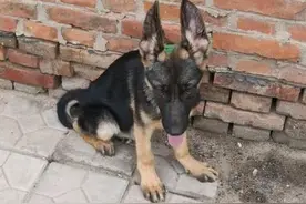 德牧总想跑出去玩，被主人发现出去肯定挨训，狗：温柔点儿图片