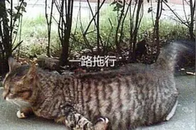 路遇一只怀孕的流浪猫，走路姿势奇怪，走近一看瞬间怒了图片
