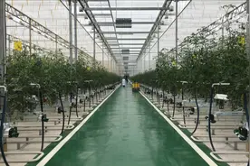 扶贫大棚采收忙 搬迁群众好就业