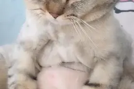 主人抚摸猫咪的赘肉，猫咪瞪眼：凭着实力吃出来的图片