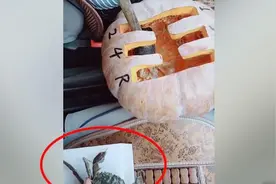 驾校“钉子户”逼急教练：西瓜螃蟹成道具视频封面