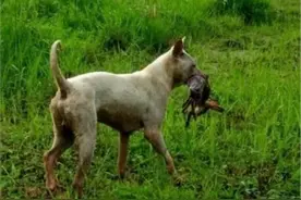 中华名犬：箭毛犬，被埋没的猎犬之王 中华田园犬不比国外差图片