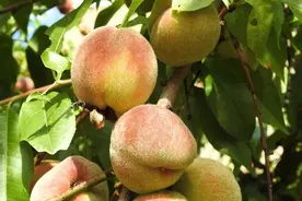 实用：挑桃子、洗桃子、催熟桃子的方法，统统教给你图片