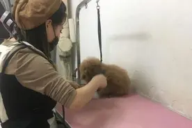带泰迪去剪毛，小姐姐太年轻网友有点不放心，剪完之后彻底服了图片