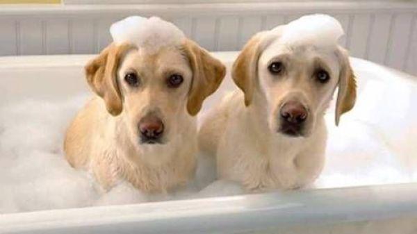 小狗泡泡攻略（给狗狗洗澡的正确方法铲屎官们进来学）