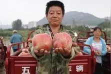 淄博助力果农首日订购超万斤 周日来尝优质桃图片