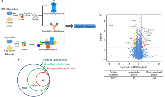 一夜间羡煞旁人的Nat. Comm.共一文章，我来解析一下其内在的套路精华
