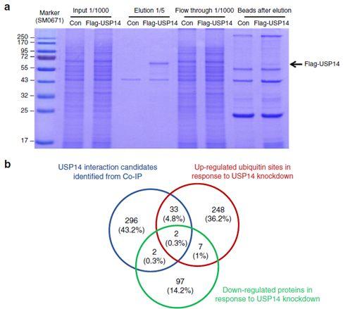 一夜间羡煞旁人的Nat. Comm.共一文章，我来解析一下其内在的套路精华