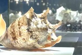 5万余枚！这些珍奇贝壳带你了解大海视频封面