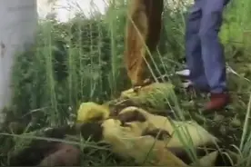 4000只癞蛤蟆放生后“过马路”   民警30分钟交通管制全程守护视频封面