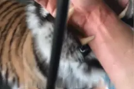 可爱的小老虎学会了尿尿在缸里，可随后发生的事，蠢萌得太酸爽图片
