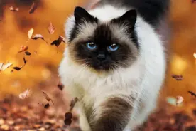 最粘人的小猫咪，吃喝拉撒都要和主人粘在一起，就像小祖宗图片
