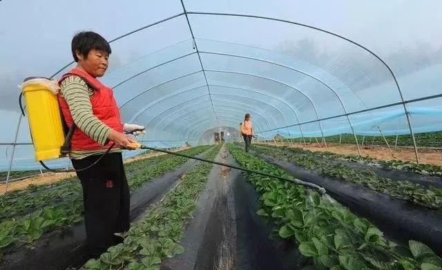 磷酸二氢钾与红糖复配的增产“偏方”，靠谱吗？