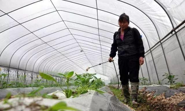 磷酸二氢钾与红糖复配的增产“偏方”，靠谱吗？