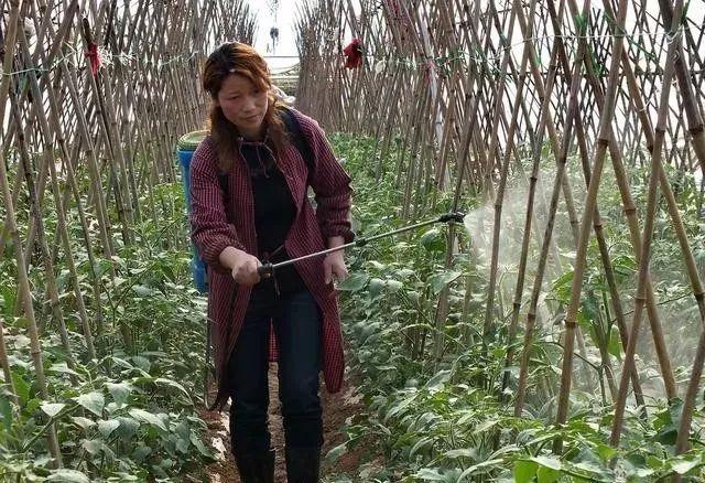 磷酸二氢钾与红糖复配的增产“偏方”，靠谱吗？