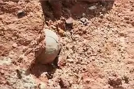 河源小学生发现万年恐龙蛋化石！为什么河源频频挖出恐龙蛋化石？