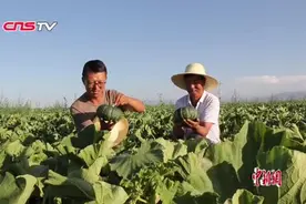 甘肃“90后”青年返乡创业种南瓜 用千亩“沙漠农场”抗沙致富视频封面