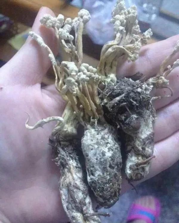 吃虫草对女性有什么好处 2026年吃虫草对女人有什么好处