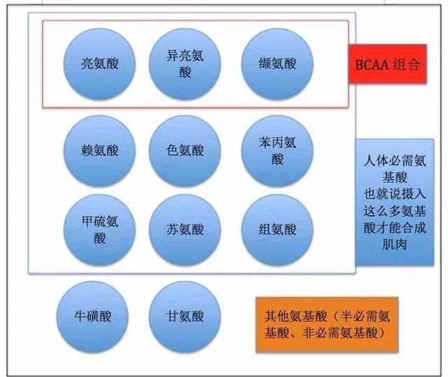 护肝，选择高支链氨基酸饮食
